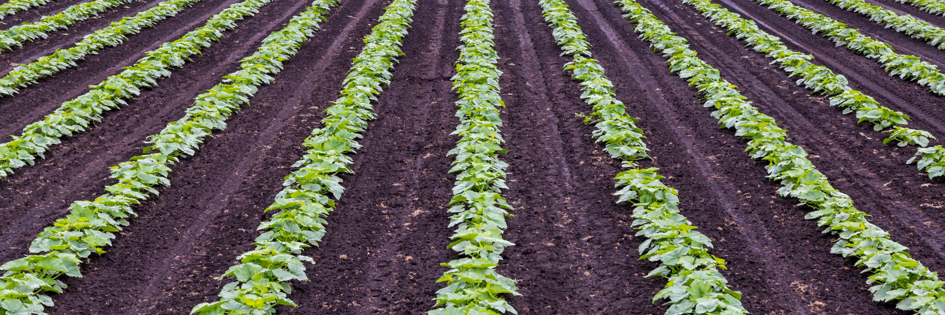 Fresh produce and meat background