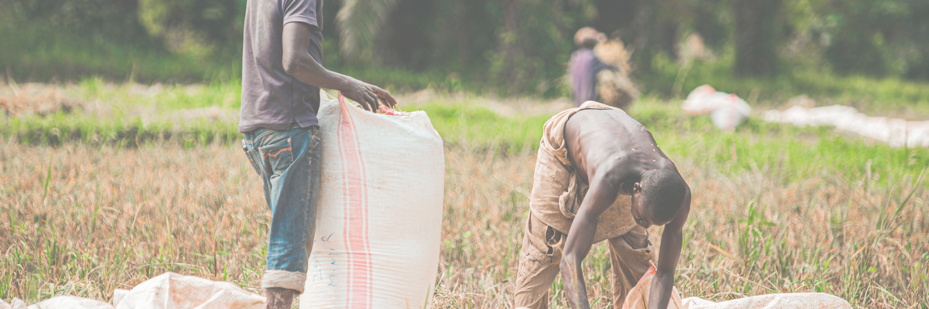 Kenyan farmers working